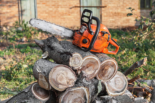 Best Tree Trimming Near Me  in Dothan, AL